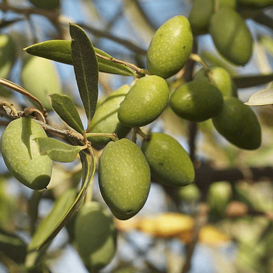 Des images de diff�rentes plantes